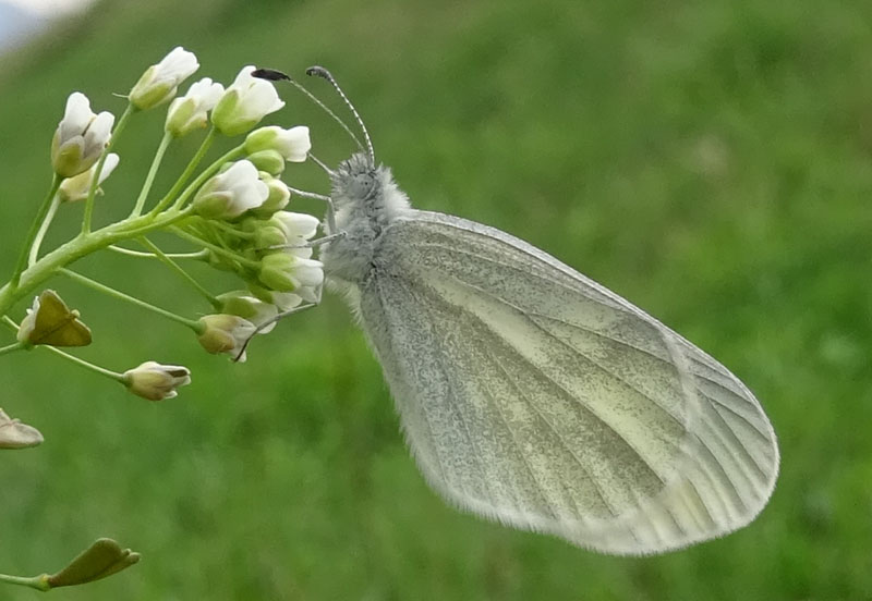 Leptidea cfr. sinapis, Pieridae